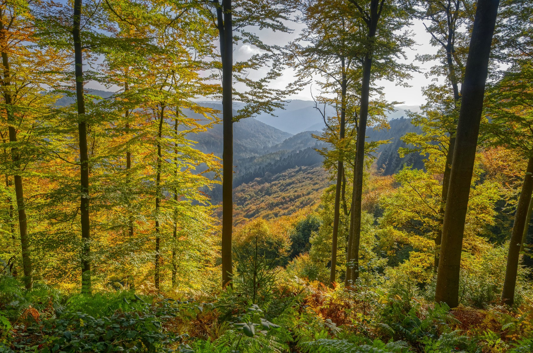 Fonds d'cran Nature Arbres - Forts Vosges du Nord