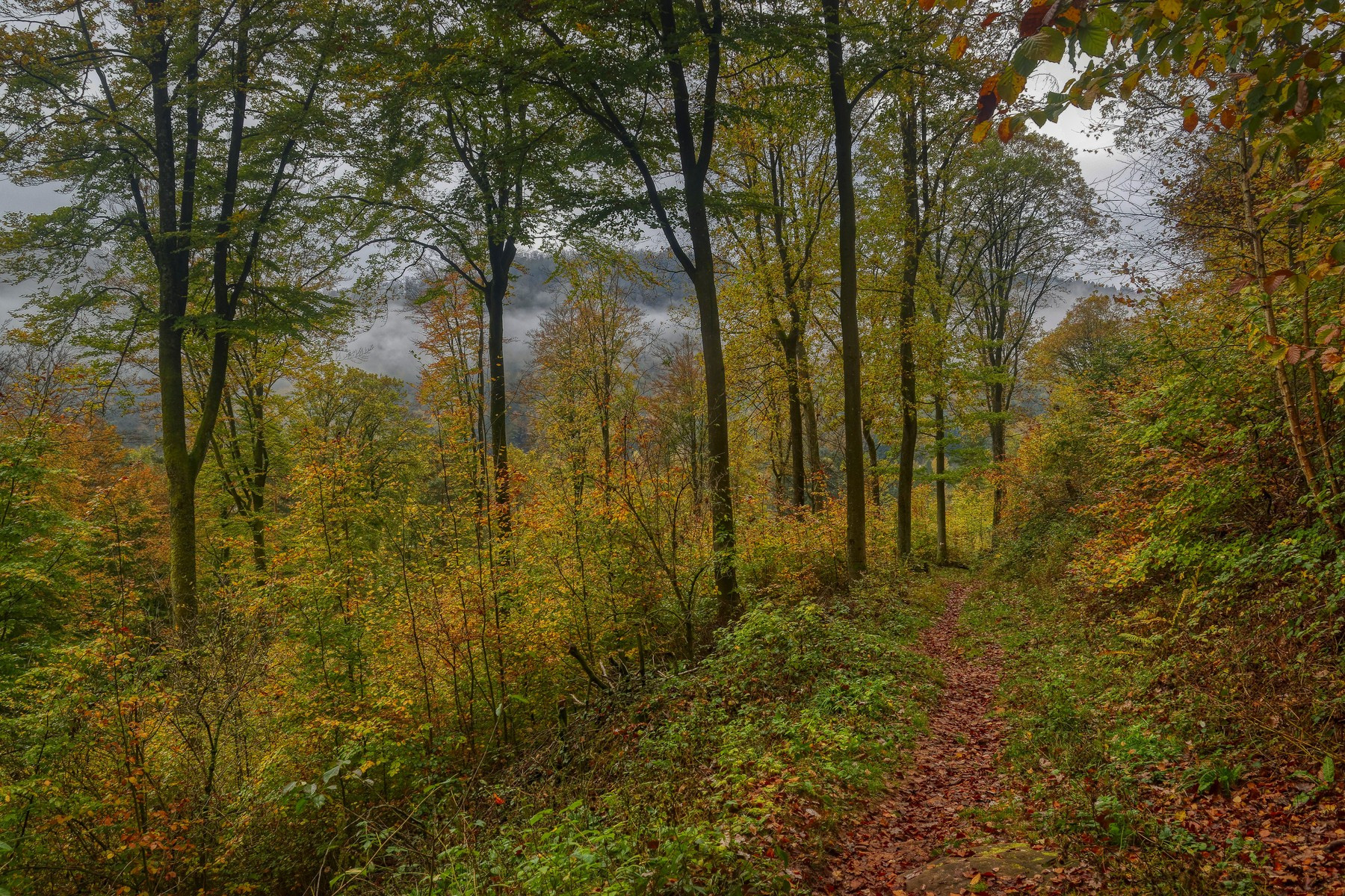 Wallpapers Nature Trees - Forests Vosges du Nord