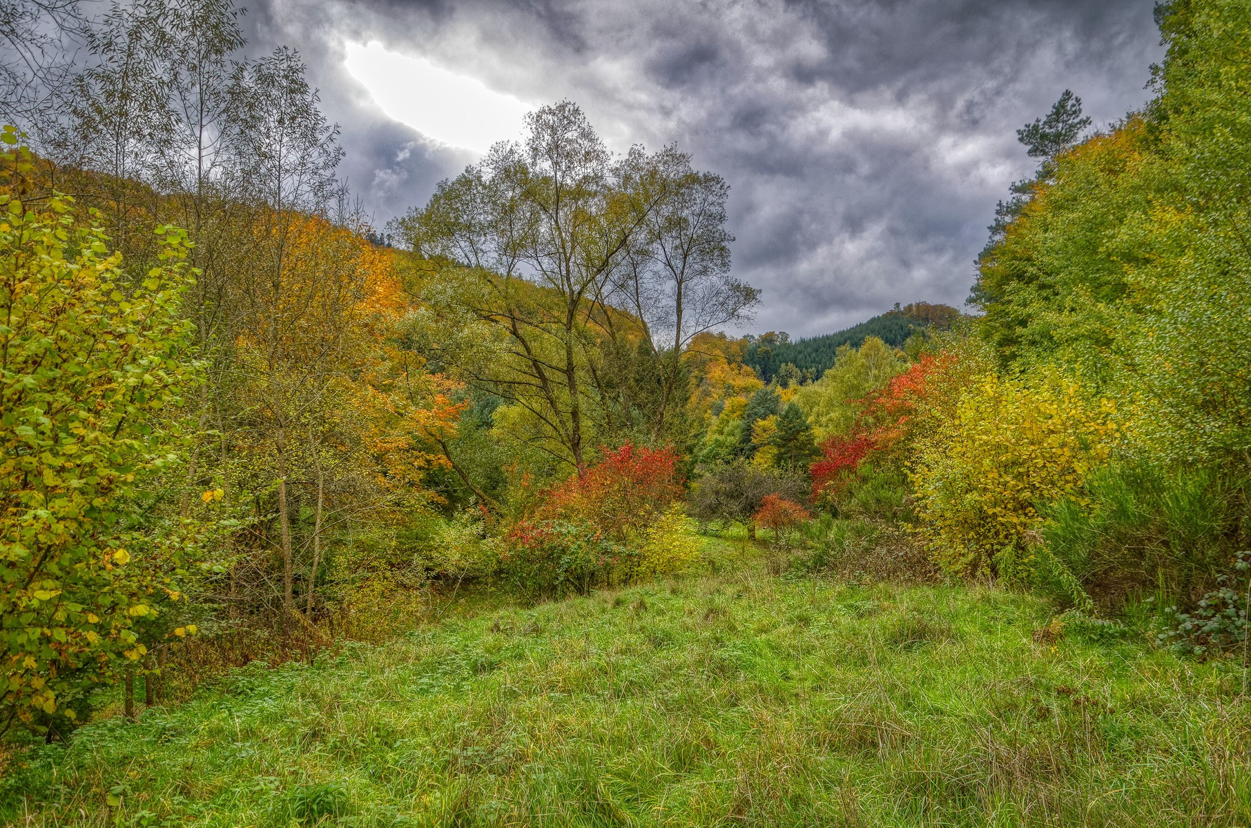 Wallpapers Nature Trees - Forests Vosges du Nord