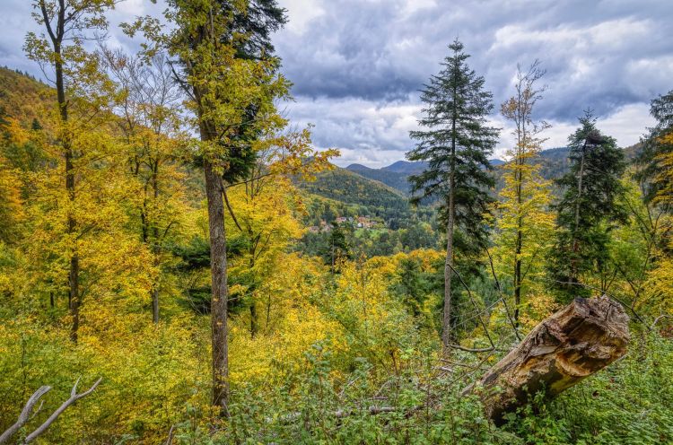 Fonds d'cran Nature Arbres - Forts Vosges du Nord