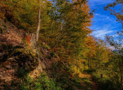  Nature Vosges du Nord