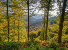  Nature Vosges du Nord