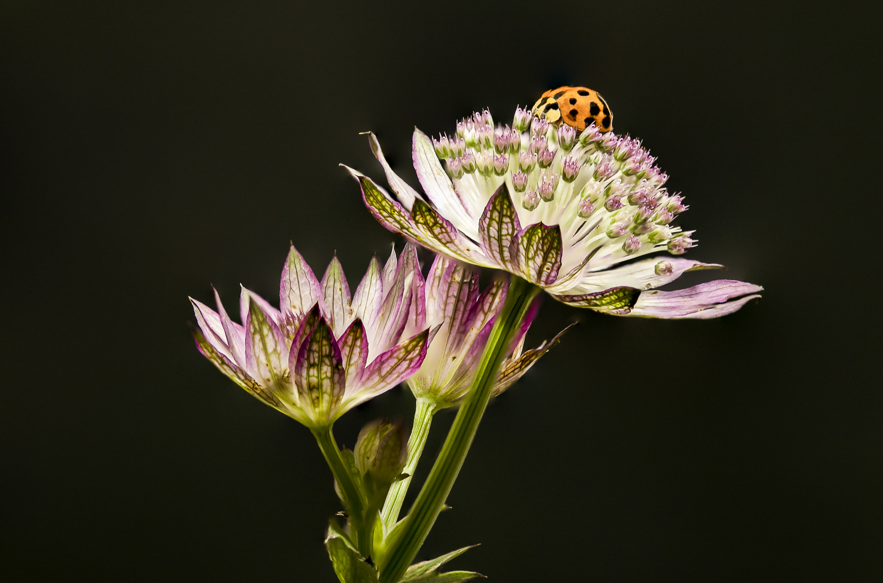 Wallpapers Nature Flowers 