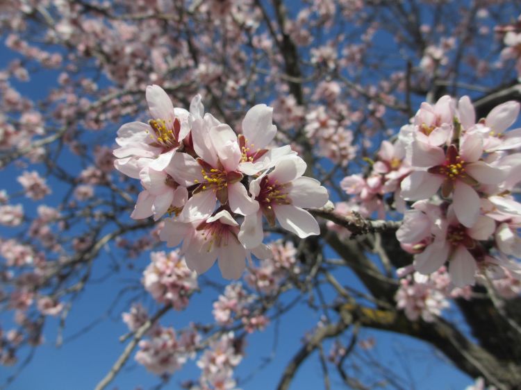 Fonds d'cran Nature Fleurs Amandiers en fleurs, Aragon, Espagne