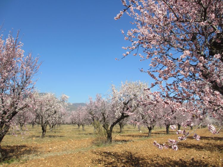 Fonds d'cran Nature Arbres - Forts Amandiers en fleurs, Aragon, Espagne