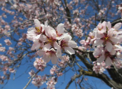  Nature Amandiers en fleurs, Aragon, Espagne