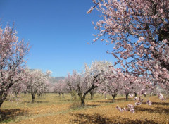  Nature Amandiers en fleurs, Aragon, Espagne