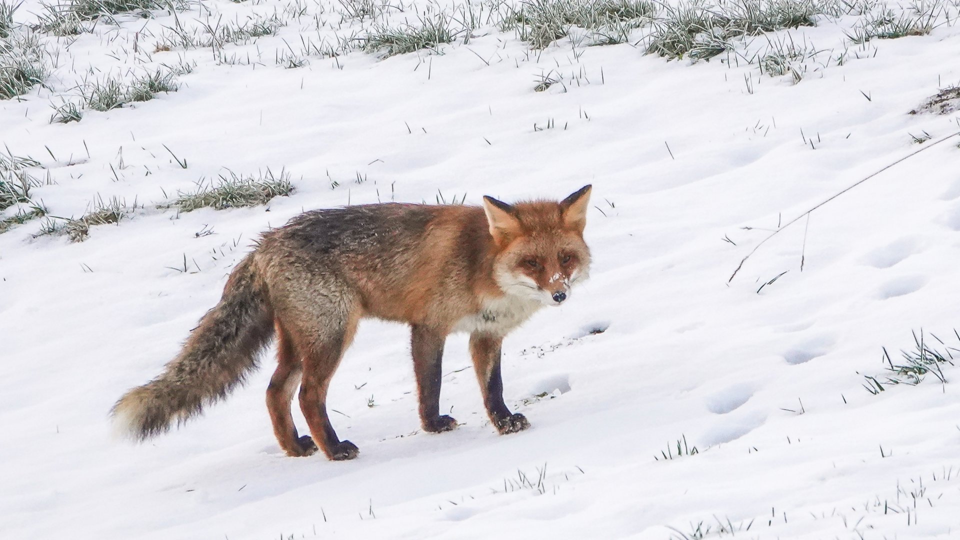 Wallpapers Animals Foxes 