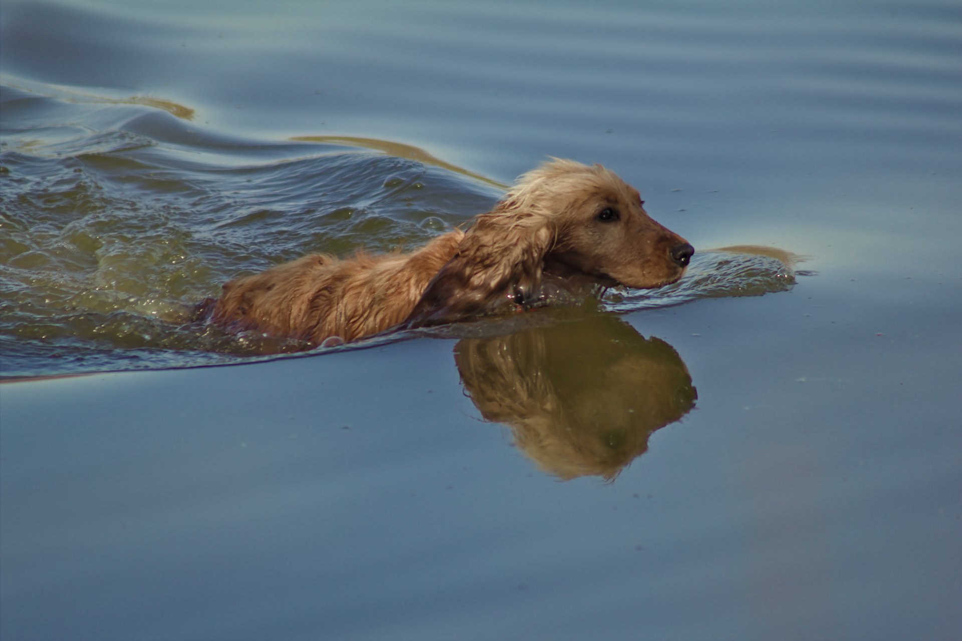 Fonds d'cran Animaux Chiens 