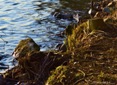  Nature lac du hron et autour...