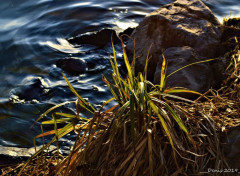  Nature lac du hron et autour...