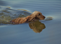  Animaux Image sans titre N471236