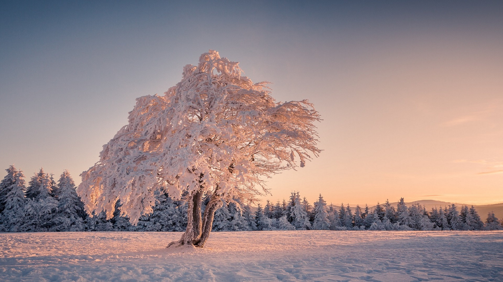 Fonds d'cran Nature Arbres - Forts Arbre sous la neige