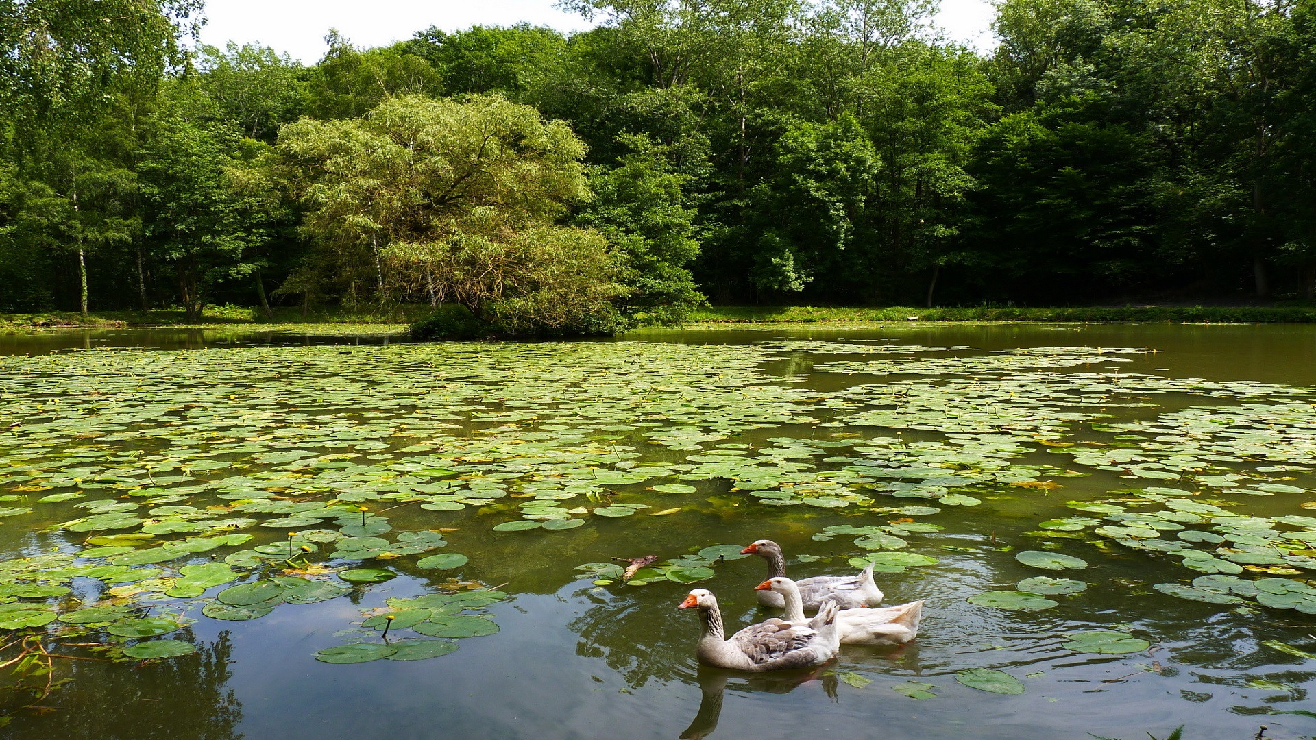 Wallpapers Animals Birds - Geese Baignade des oies