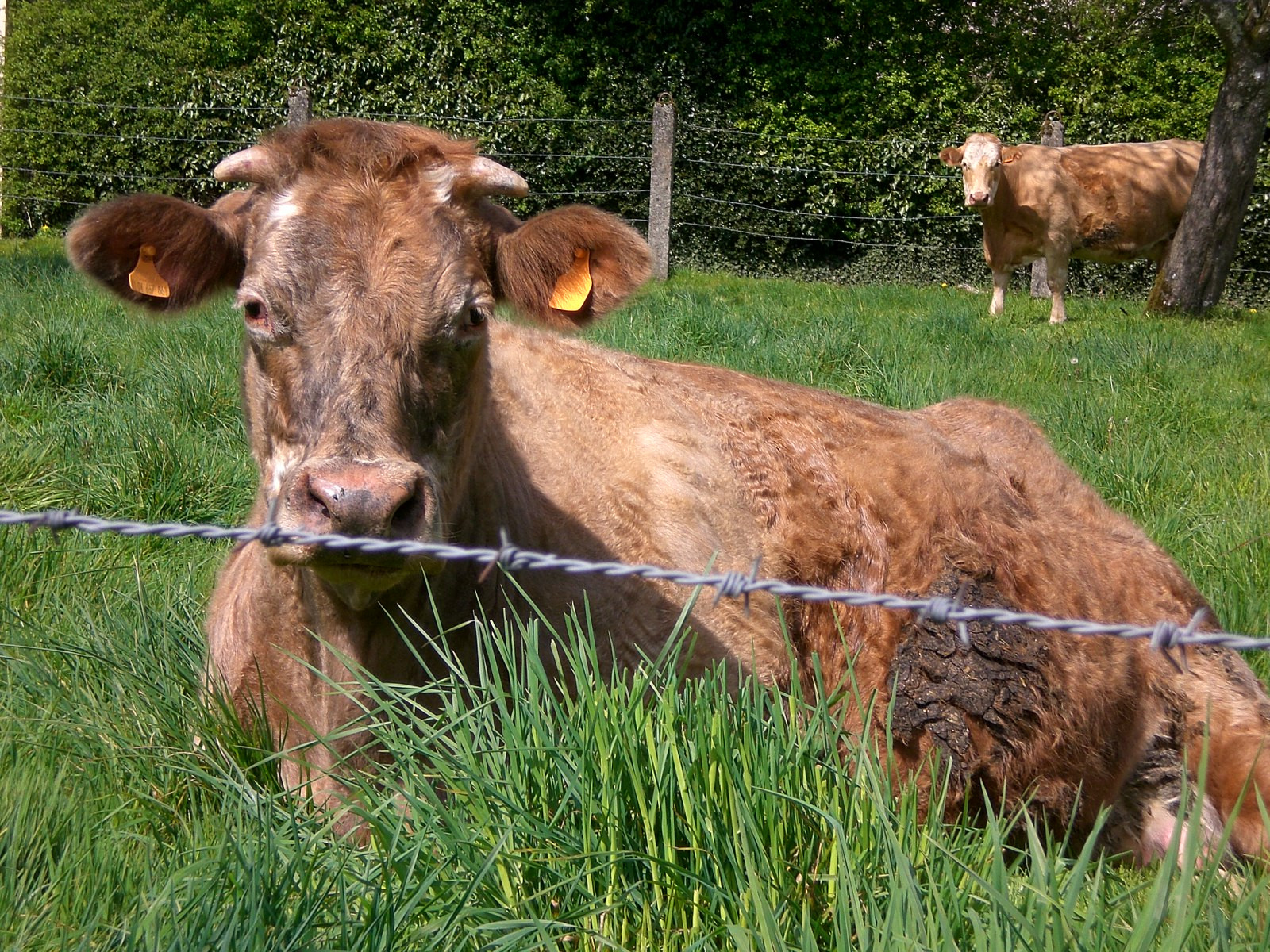 Wallpapers Animals Cows - Bulls - Beef Jolie vache