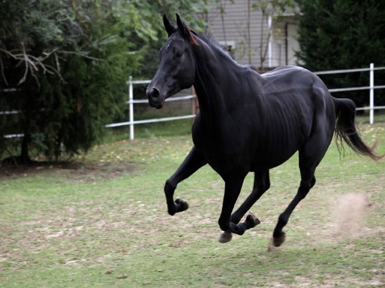 Fonds d'cran Animaux Chevaux Magnifique cheval noir