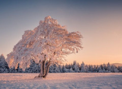  Nature Arbre sous la neige