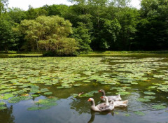 Fonds d'cran Animaux Baignade des oies