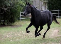  Animaux Magnifique cheval noir