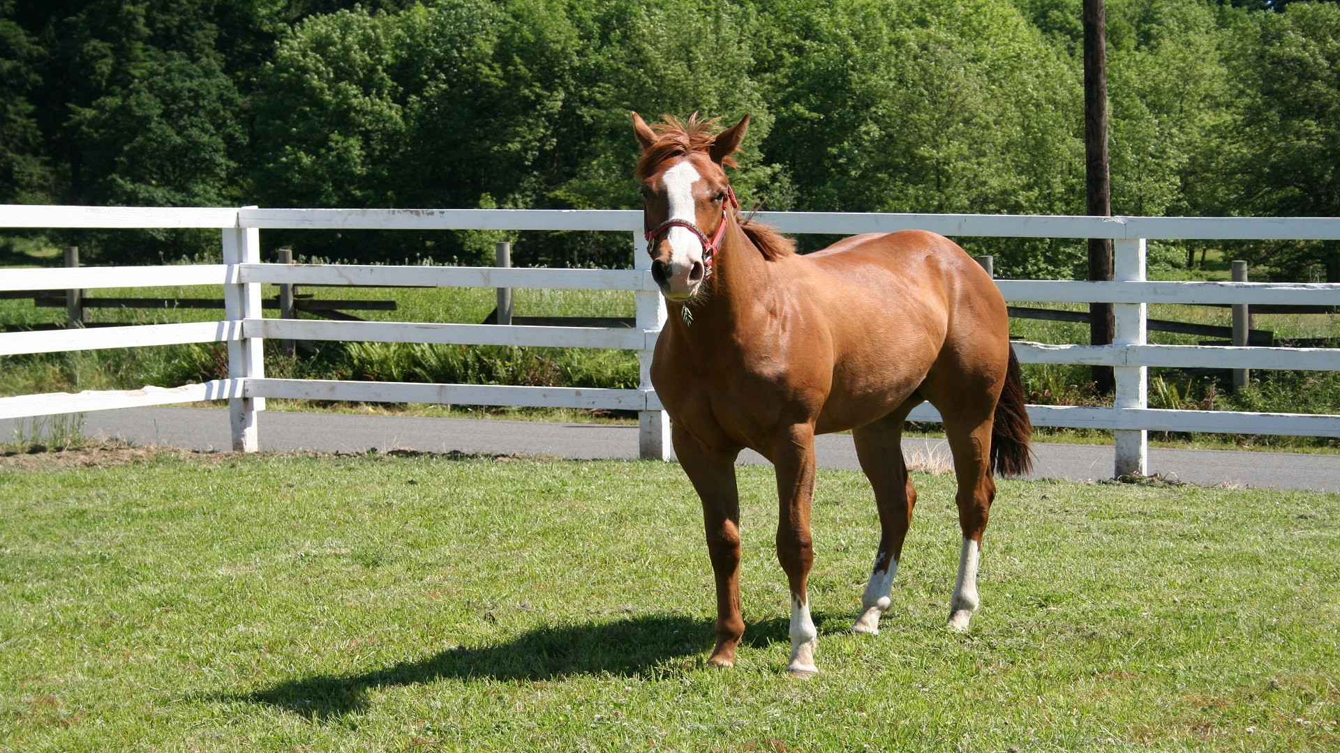 Fonds d'cran Animaux Chevaux Cheval 