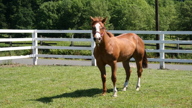 Fonds d'cran Animaux Chevaux Cheval 