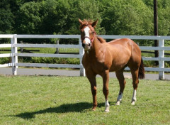  Animaux Cheval 