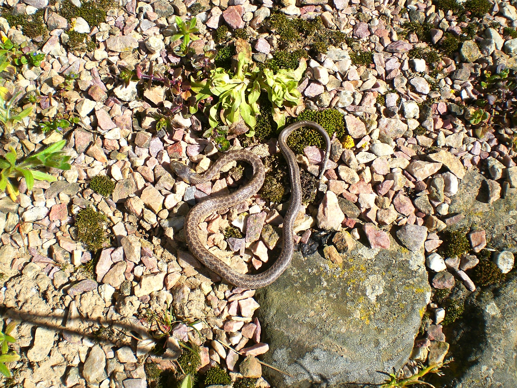 Wallpapers Animals Snakes Vipre rouge 