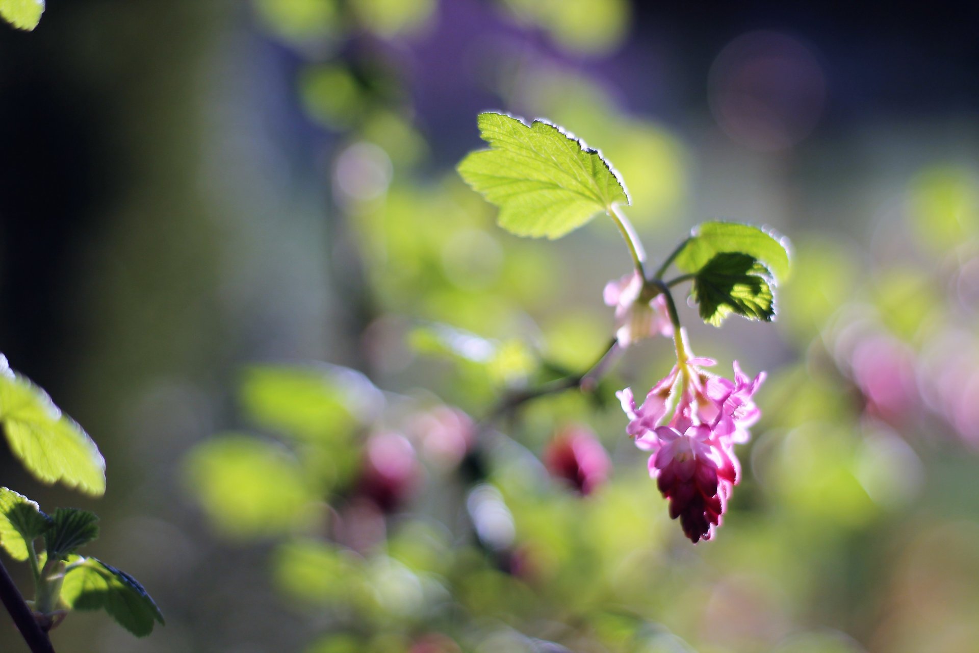 Wallpapers Nature Flowers 