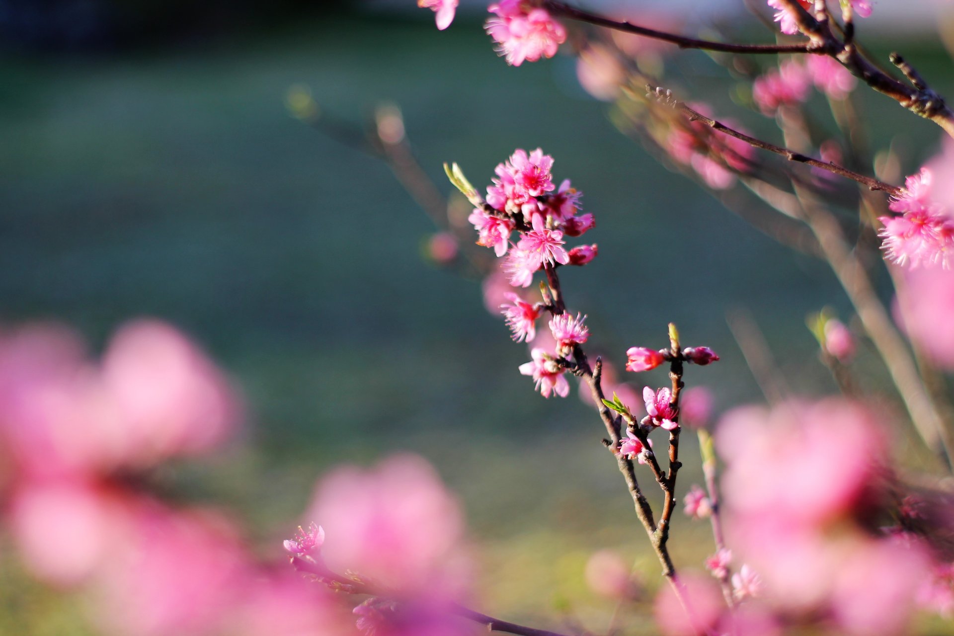 Fonds d'cran Nature Fleurs 