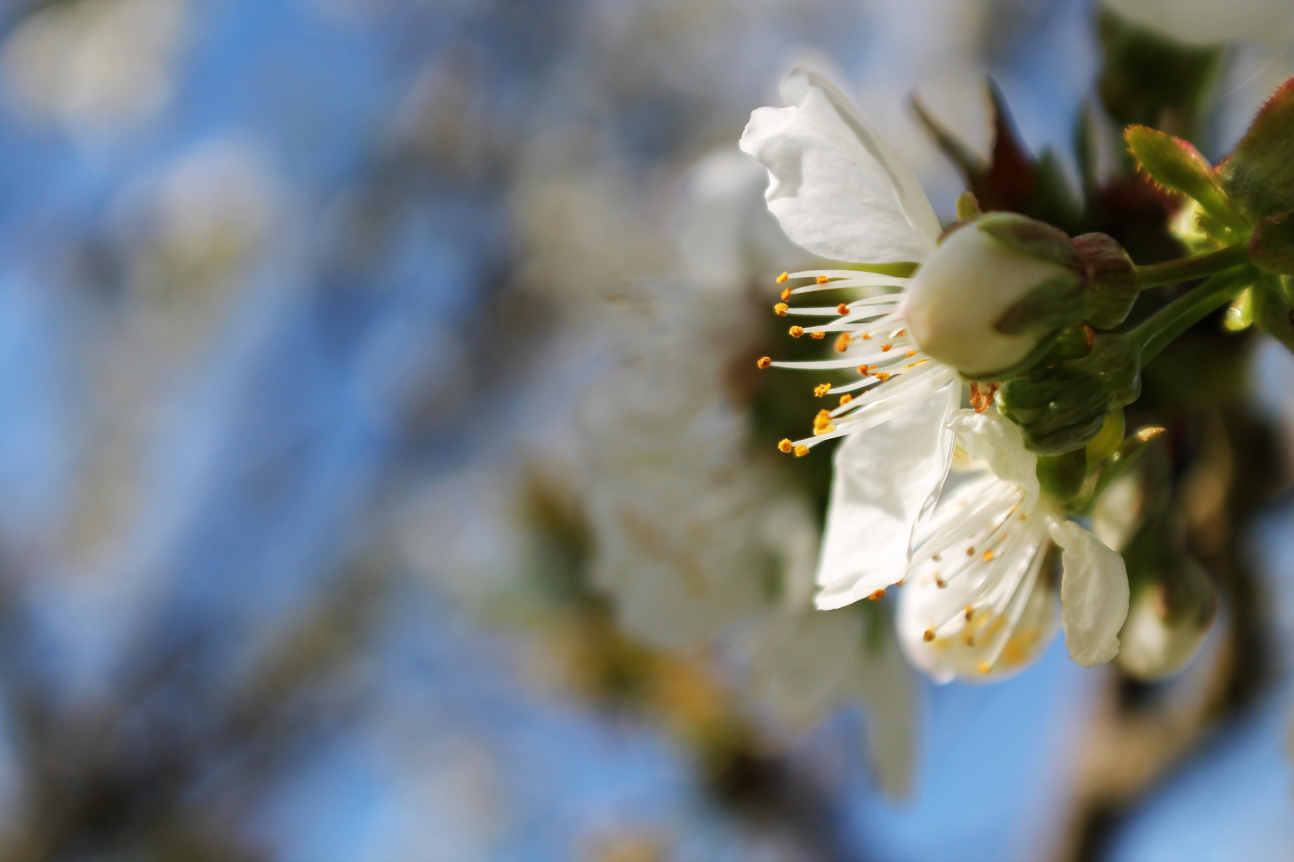 Wallpapers Nature Flowers 