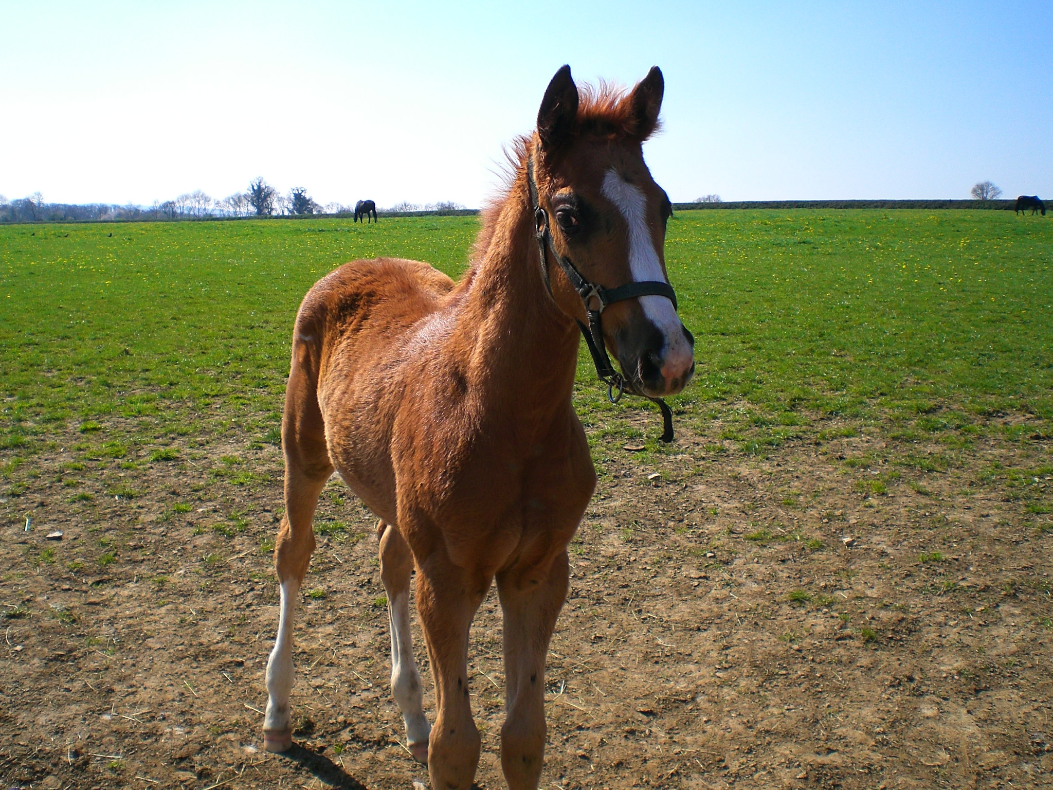 Wallpapers Animals Horses Adorable poulain