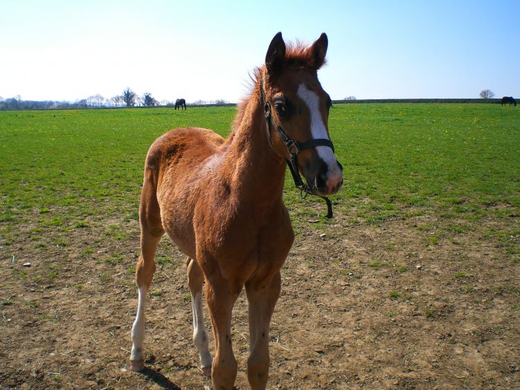 Fonds d'cran Animaux Chevaux Adorable poulain