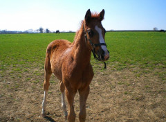  Animaux Adorable poulain