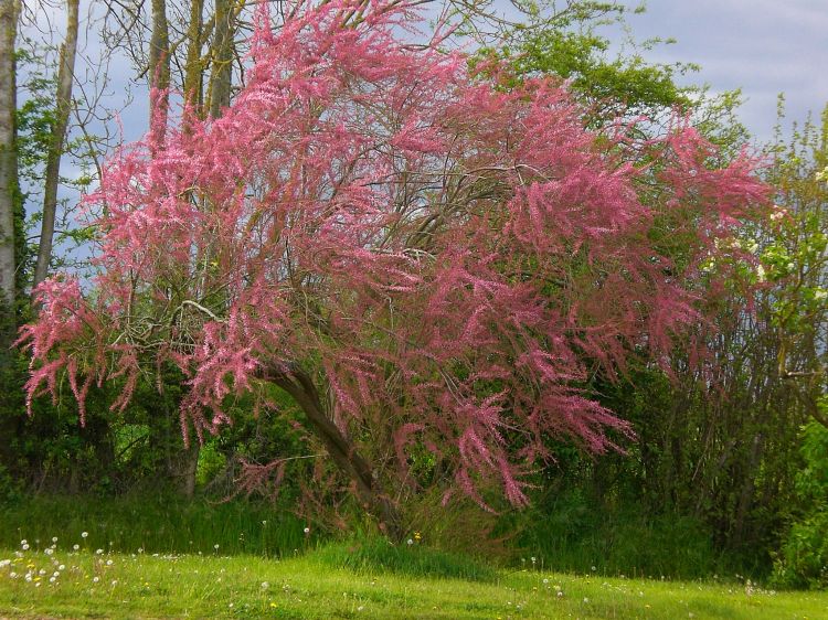 Fonds d'cran Nature Arbres - Forts Tamaris