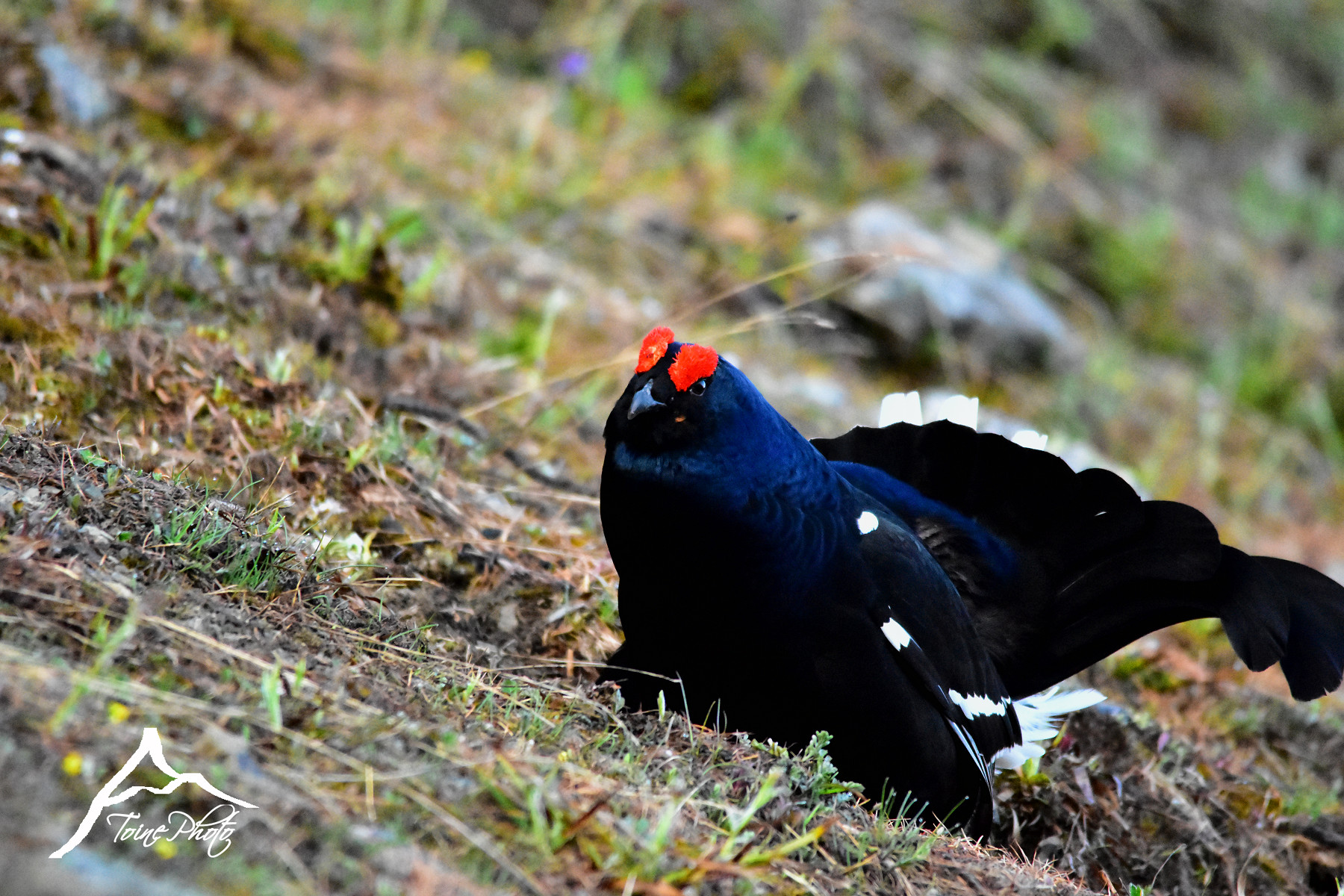 Fonds d'cran Animaux Oiseaux - Ttras Ttras Lyre 