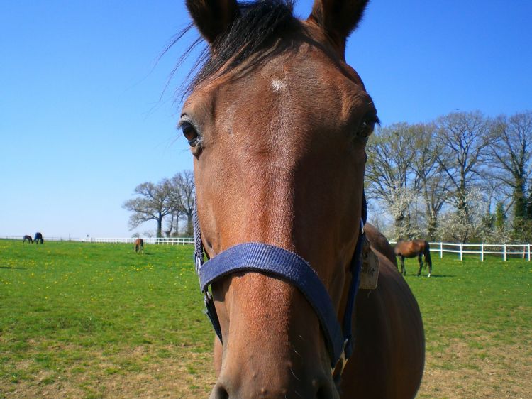 Fonds d'cran Animaux Chevaux Je vous regarde