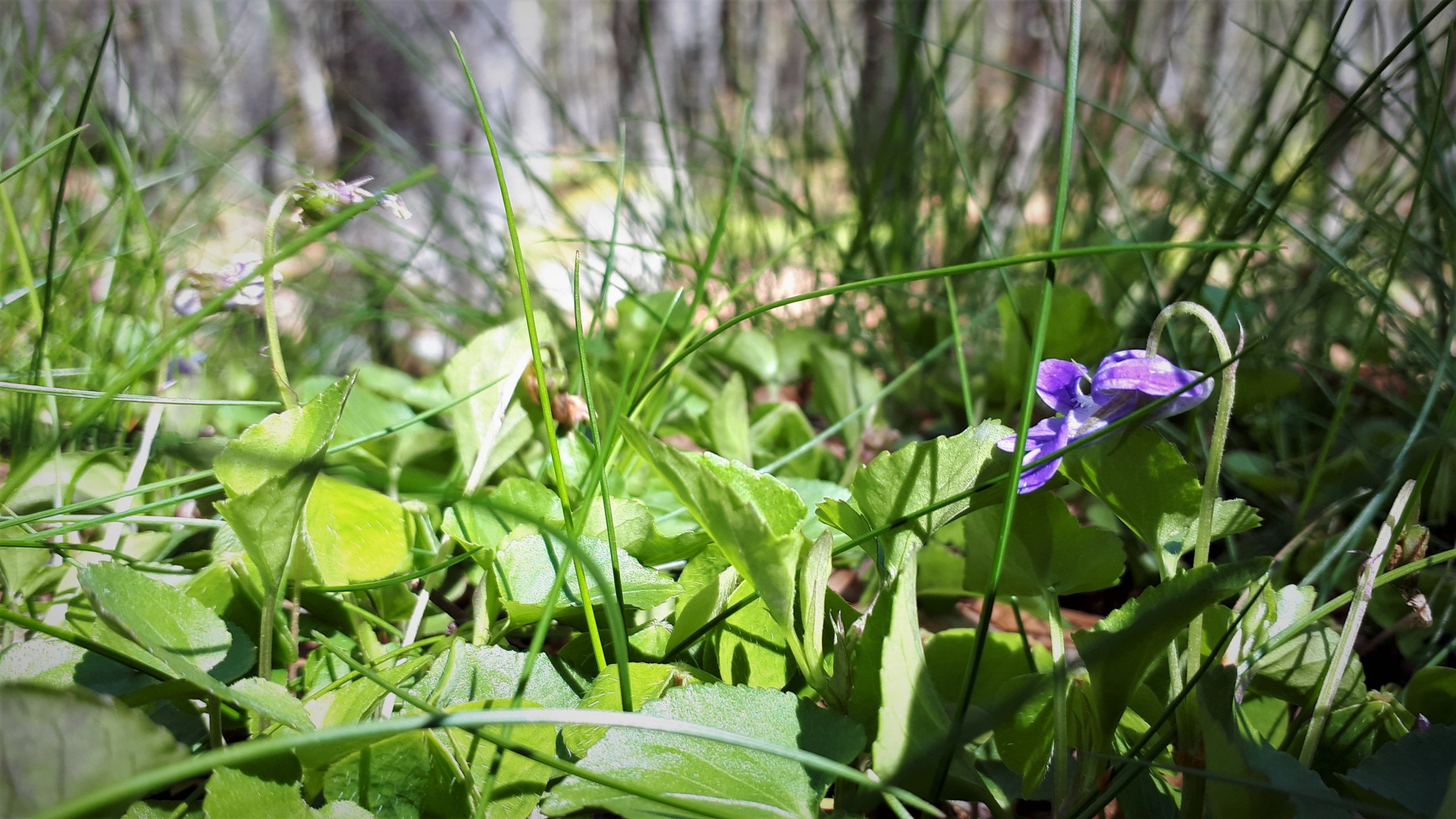 Fonds d'cran Nature Herbes 