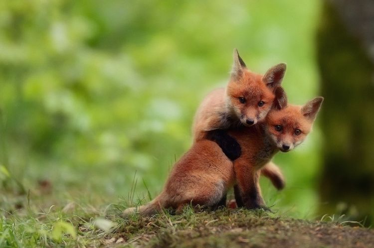 Fonds d'cran Animaux Renards Renardeaux adorables