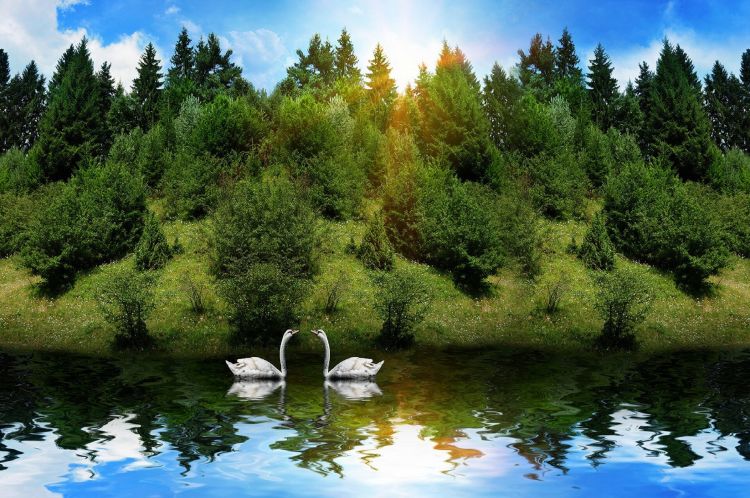 Wallpapers Animals Birds - Swans Cygnes