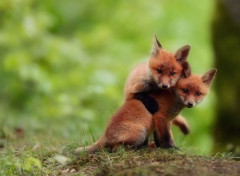  Animaux Renardeaux adorables