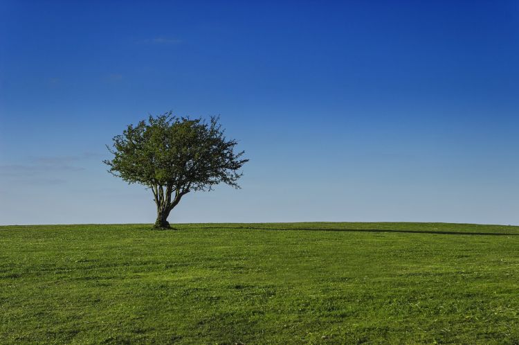 Fonds d'cran Nature Arbres - Forts Arbre dans son pr