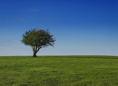  Nature Arbre dans son pr