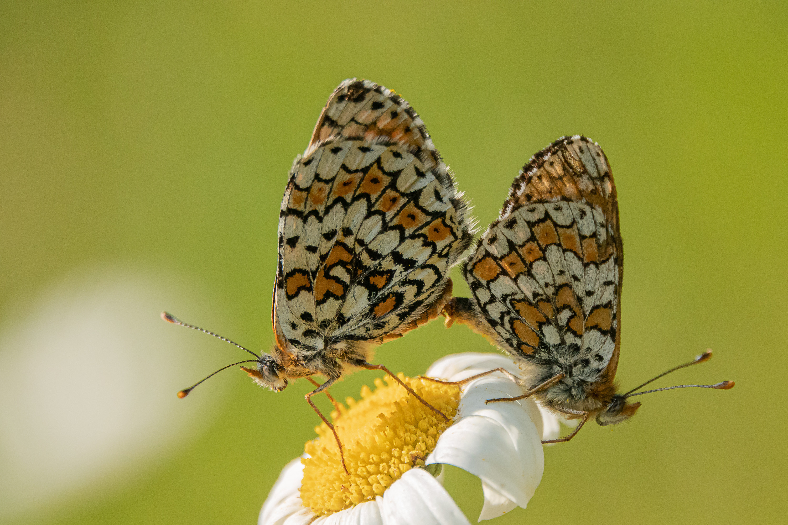 Fonds d'cran Animaux Insectes - Papillons 