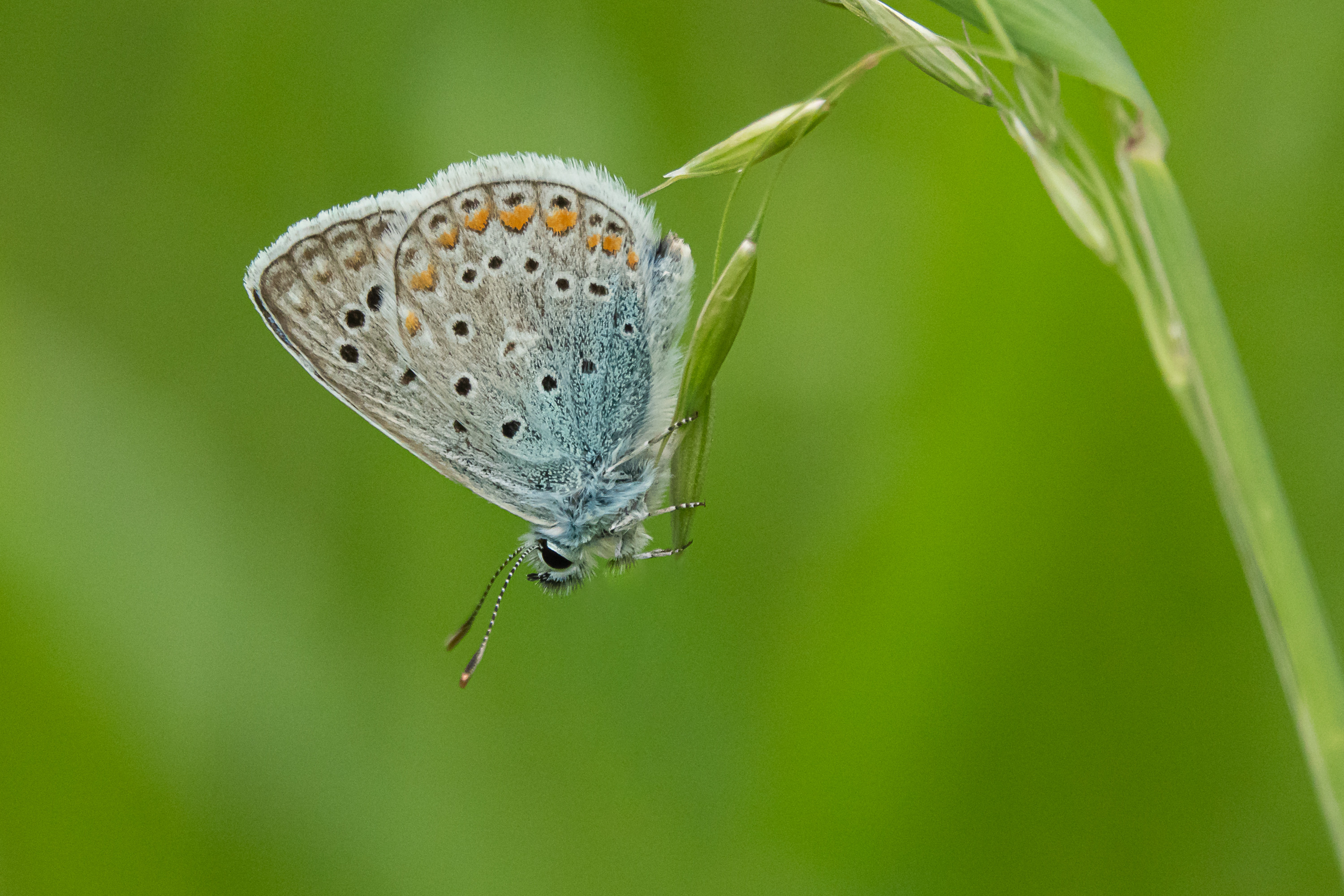 Fonds d'cran Animaux Insectes - Papillons 