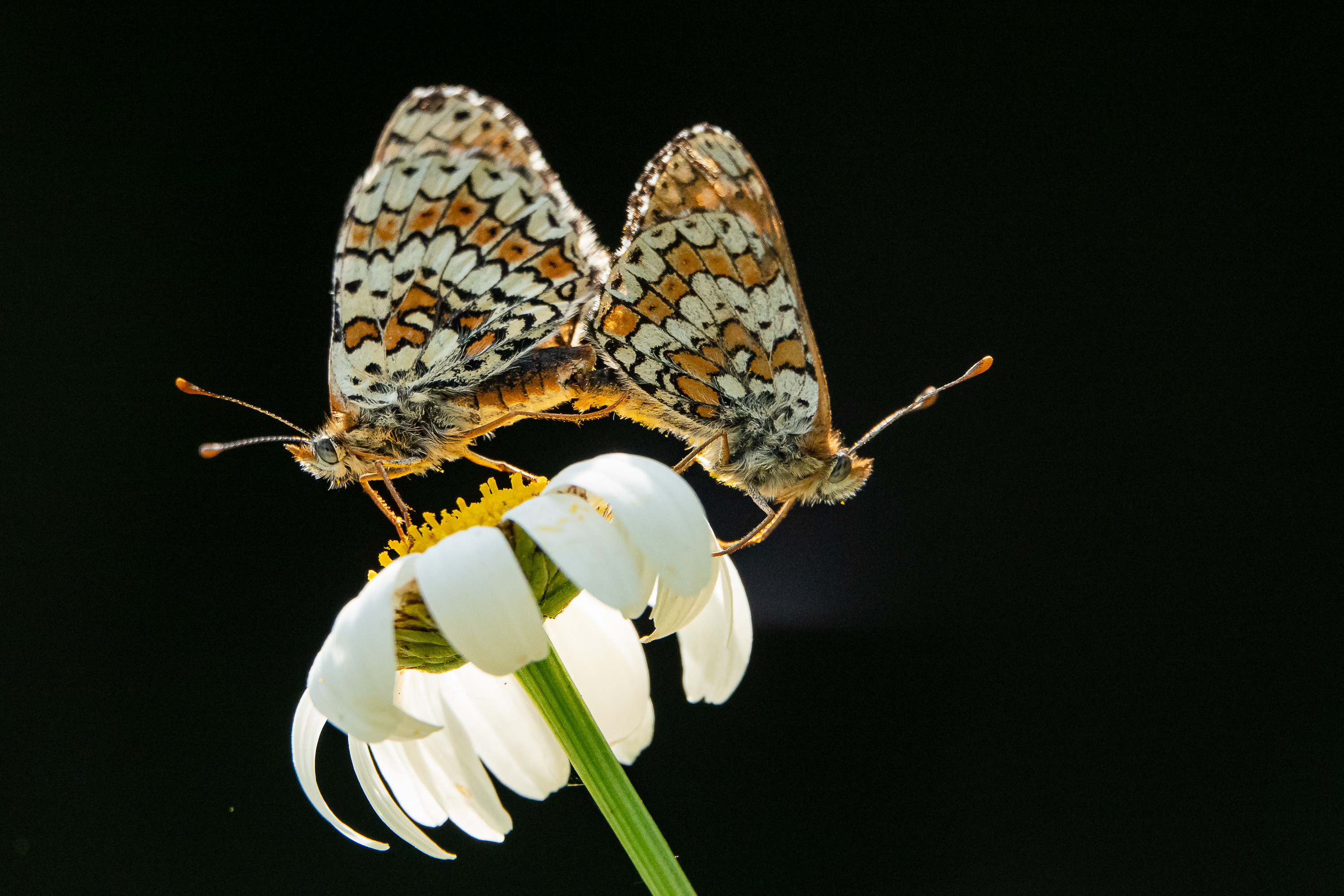 Fonds d'cran Animaux Insectes - Papillons 