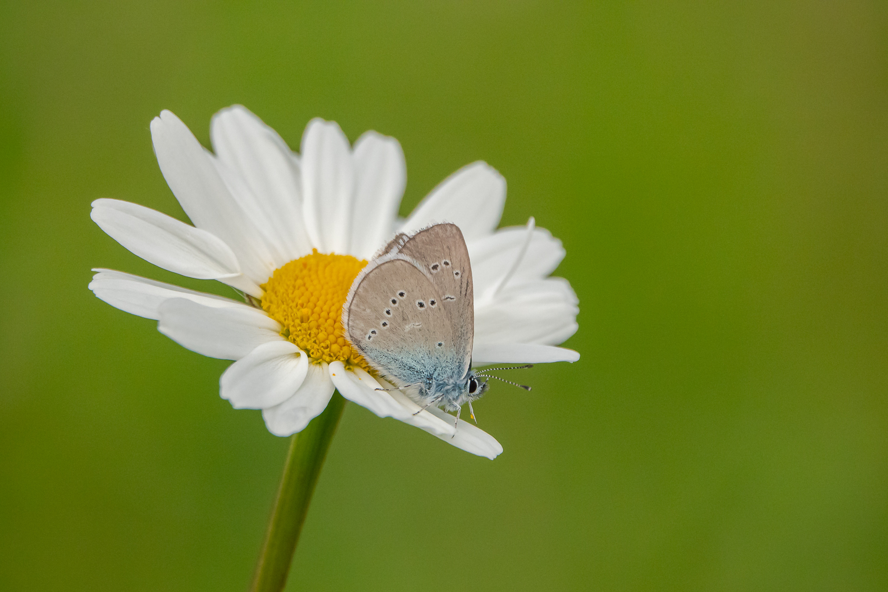 Wallpapers Animals Insects - Butterflies 