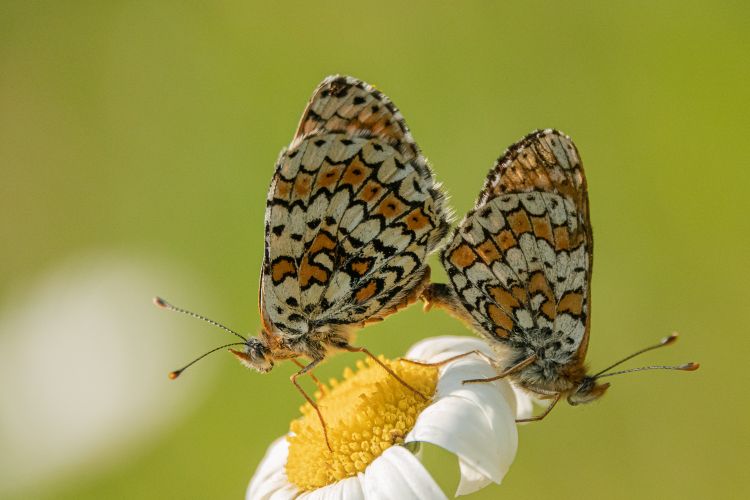 Fonds d'cran Animaux Insectes - Papillons Wallpaper N472556