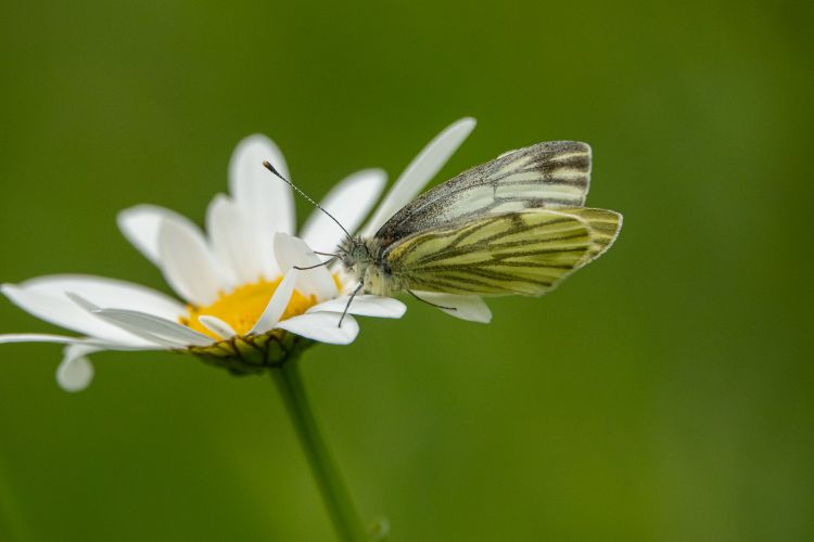 Fonds d'cran Animaux Insectes - Papillons Wallpaper N472557