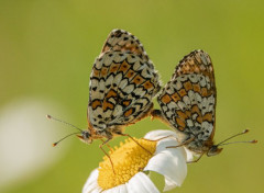  Animaux Image sans titre N472556