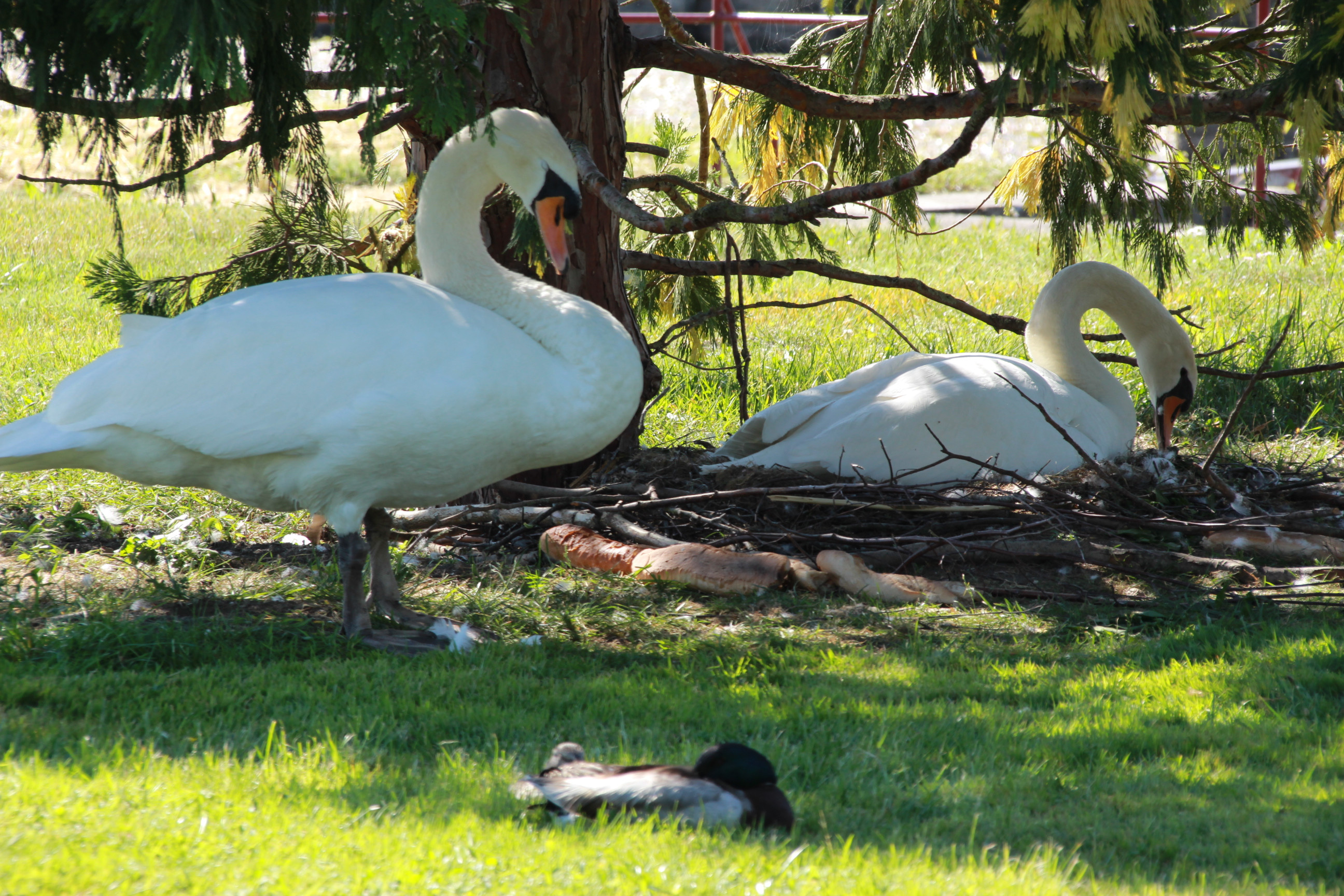 Wallpapers Animals Birds - Swans Papa surveille.